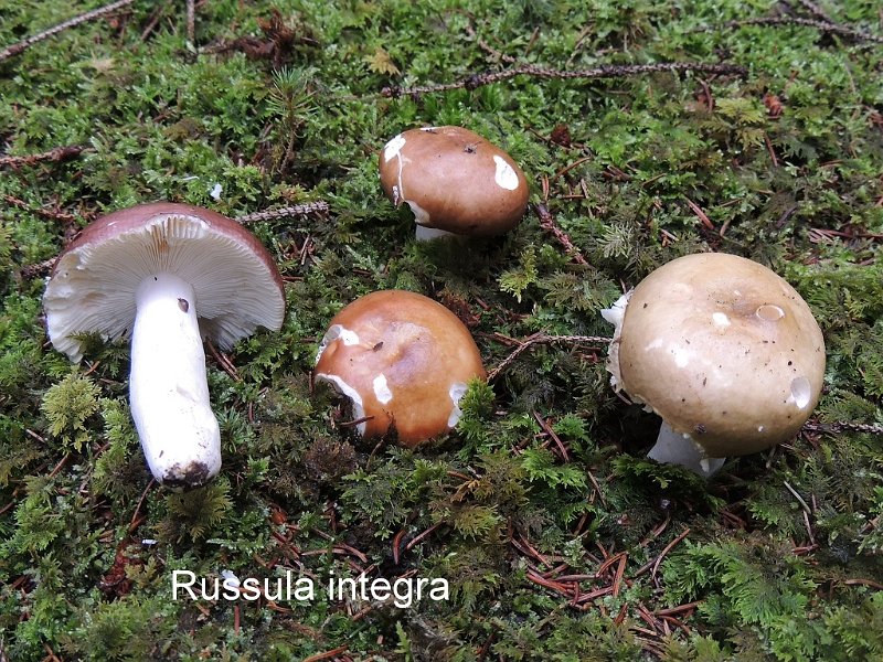 Russula integra-amf1686.jpg - Russula integra ; Syn1: Russula polychroma ; Syn2: Russula fusca Quél ; Nom français: Russule des épicéas